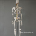Nuevo esqueleto de 45cm
